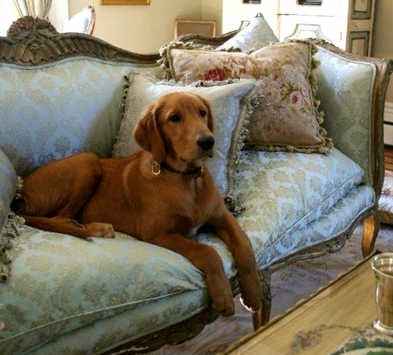 Pet owners sofa cleaning tips.