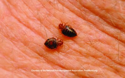 Guide to Bed Bug Prevention and Removal from Property
